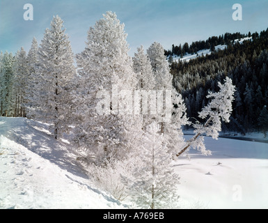 Raureif überzieht Bäume entlang des Salmon River in den Sawtooth National Recreation Area in der Nähe von Stanley Idaho an einem kalten Morgen Stockfoto