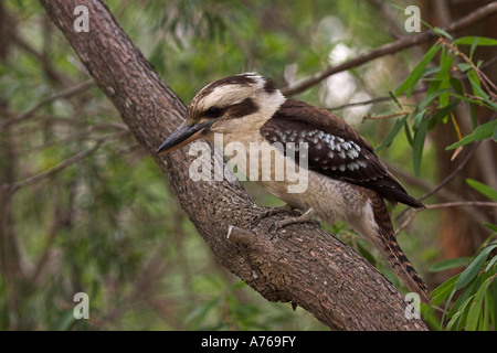 Laughing Kookaburra, Dacelo Novaeguineae, alleinstehenden im Baum Stockfoto