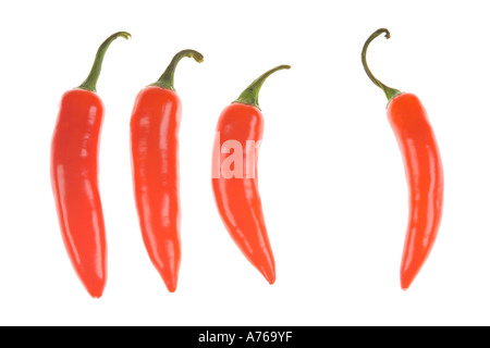 Vier helle rote Chilis in einer Reihe auf einer rein weißen Hintergrund. Stockfoto