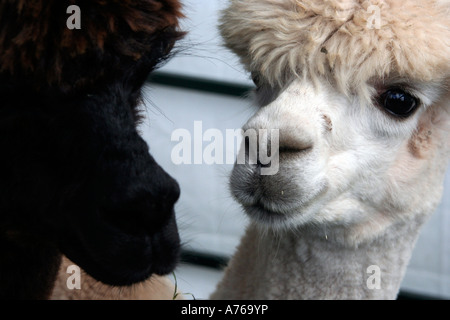 ein paar Lamas in der Rhs Herbst Blume Show Malvern Worcestershire 2006 Stockfoto