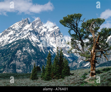 Geschmeidig Kiefer Rahmen Kathedrale Gruppe Grand Teton National Park Wyoming Grand Teton Altstadt ist 13 770 Fuß hoch Stockfoto