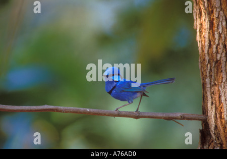 Wunderschöne Fee Wren ein klassisches portrait Stockfoto