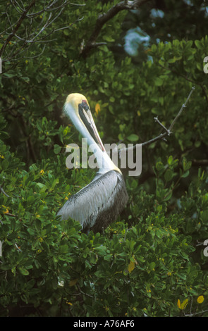 Brown Pelican thront im Baum zu putzen Stockfoto