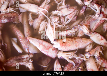 Nahaufnahme des ganzen frischen Tintenfisch auf dem Display in einen Fischmarkt. Stockfoto