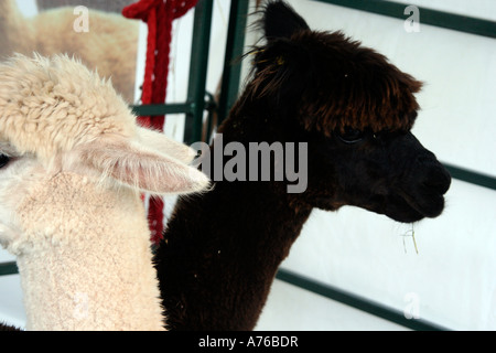 Lama in der Rhs Herbst Blume Show Malvern Worcestershire 2006 Stockfoto