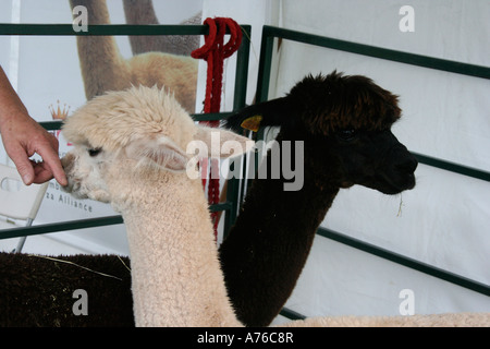 Lamas auf der Rhs Herbst Blume gezeigt werden zeigen Malvern Worcestershire 2006 Stockfoto