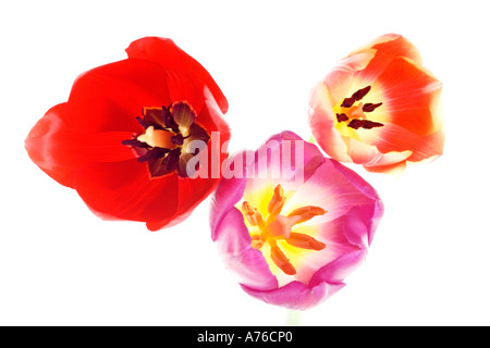 Nahaufnahme abstrakte von drei verschiedenen farbigen Tulpen (Tulipa) Köpfe auf reinen weißen Hintergrund von oben geschossen. Stockfoto