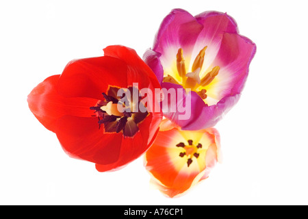 Nahaufnahme abstrakte von drei verschiedenen farbigen Tulpen (Tulipa) Köpfe auf reinen weißen Hintergrund von oben geschossen. Stockfoto