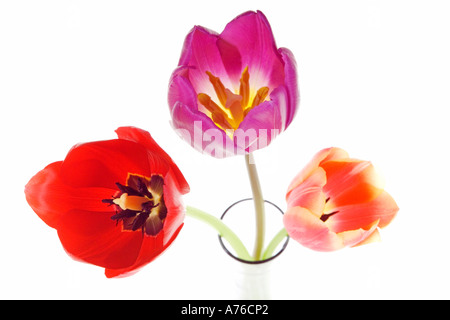 Nahaufnahme abstrakte von drei verschiedenen farbigen Tulpen (Tulipa) Köpfe auf reinen weißen Hintergrund von oben geschossen. Stockfoto