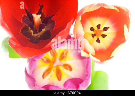 Nahaufnahme abstrakte von drei verschiedenen farbigen Tulpen (Tulipa) Köpfe auf reinen weißen Hintergrund von oben geschossen. Stockfoto