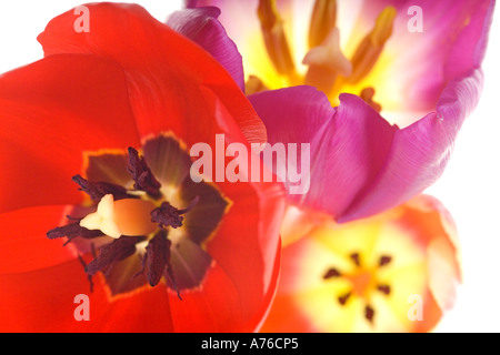 Nahaufnahme abstrakte von drei verschiedenen farbigen Tulpen (Tulipa) Köpfe auf reinen weißen Hintergrund von oben geschossen. Stockfoto