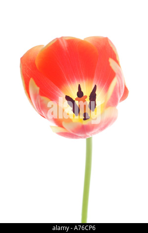 Nahaufnahme einer einzigen rosa Pfirsich farbigen Tulpe (Tulipa) auf einem reinen weißen Hintergrund. Stockfoto