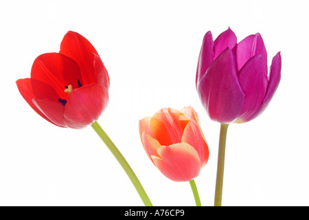 Nahaufnahme von drei verschiedenen farbigen Tulpen (Tulipa) Köpfe auf reinen weißen Hintergrund. Stockfoto