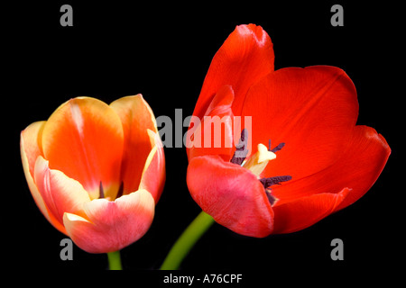 Schließen Sie herauf Makro Bild einen roten und rosa Tulpe (Tulipa) Köpfe auf einem schwarzen Hintergrund. Stockfoto