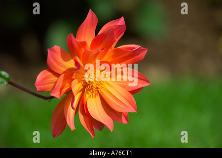 Ein helles orange rote Dahlie Blüte vor einem grünen Hintergrund. Stockfoto