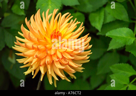 Ein helles orange Dahlie Blüte vor einem grünen Hintergrund. Stockfoto