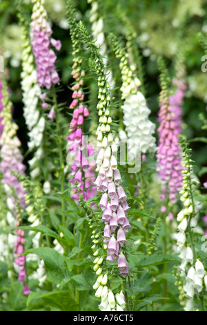 Mehrere große rosa, weiß und lila Fingerhut in der Landschaft vor einem grünen Hintergrund. Stockfoto