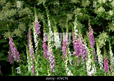 Mehrere große rosa, weiß und lila Fingerhut in der Landschaft vor einem grünen Hintergrund. Stockfoto