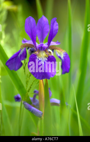 Nahaufnahme von einer lebendigen blau lila Iris in voller Blüte auf einem grünen Hintergrund. Stockfoto