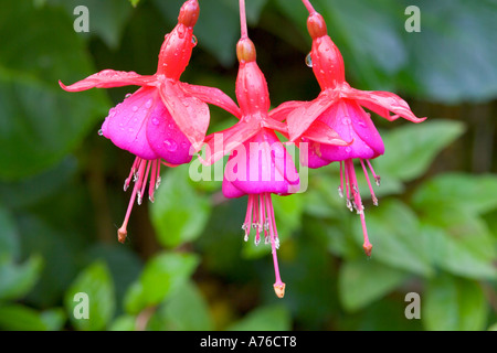 Nahaufnahme von drei Fuchsie Blüten hängen in einer Reihe. Stockfoto