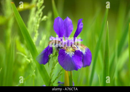 Nahaufnahme von einer lebendigen blau lila Iris in voller Blüte auf einem grünen Hintergrund. Stockfoto