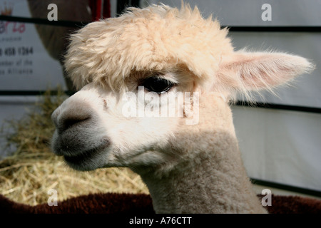 Lama in der Rhs Herbst Blume Show Malvern Worcestershire 2006 Stockfoto