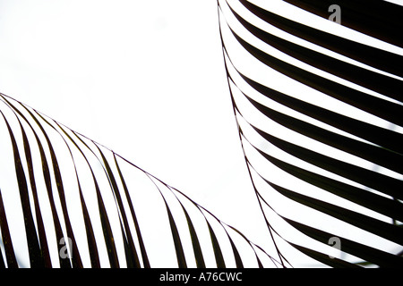 Auszug aus einer tropischen Palmblatt Silhouette hautnah. Stockfoto
