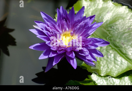 Nymphaea Var König von Siam Stockfoto