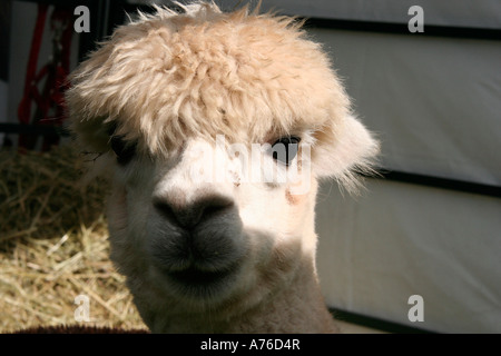 Lama in der Rhs Herbst Blume Show Malvern Worcestershire 2006 Stockfoto