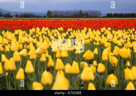 Tulip Felder Skagit Valley Washington State USA Stockfoto