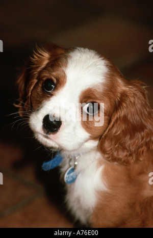 Nahaufnahme eines "King Charles Cavalier" Spaniel Welpen Stockfoto
