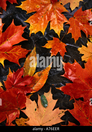Ahorn-Blätter, im Herbst, Fallen, New York State Stockfoto