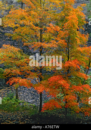 Ahorn-Blätter, Taughannock Falls State Park, NEW YORK Stockfoto