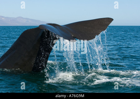 Pottwal (Physeter Macrocephalus) Tauchen, Baja California, Sea of Cortez Mexiko Stockfoto
