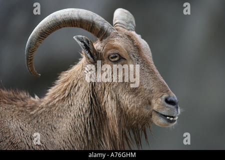 Mähnenspringer - Ammotragus lervia Stockfoto