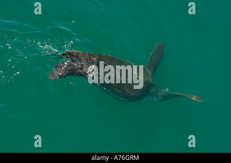 Leatherback Sea Turtle (Dermochelys Coriacea) Sea of Cortez, Baja California, Mexiko Diving Stockfoto