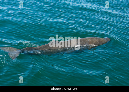 Pottwal (Physeter Macrocephalus) jungen Kalb an Oberfläche, Sea of Cortez Baja California Mexiko Stockfoto