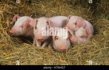 Ein Wurf großer weißer Hybridfferkel auf Buckinghamshire Small Holding Stockfoto