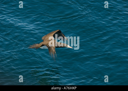 Braun Sprengfallen (Sula Leucogaster) im Flug, Sea of Cortez, Baja California, Mexiko Stockfoto