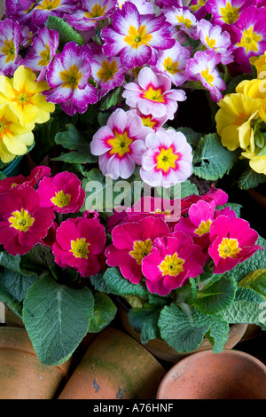 Polyanthus Blumen Frühling Stillleben Stockfoto