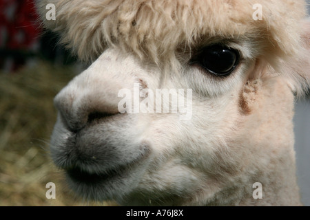 Lama in der Rhs Herbst Blume Show Malvern Worcestershire 2006 Stockfoto