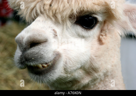 Lama in der Rhs Herbst Blume Show Malvern Worcestershire 2006 Stockfoto
