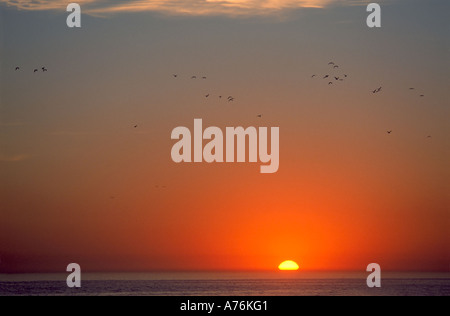 Dramatischen Sonnenuntergang über dem Meer an der Küste von Peru mit einem Vogelschwarm vorbeifliegen. Stockfoto