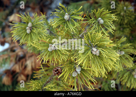 Pinus Mugo Mugo Pine genannt auch Schweizer Latschenkiefer Stockfoto