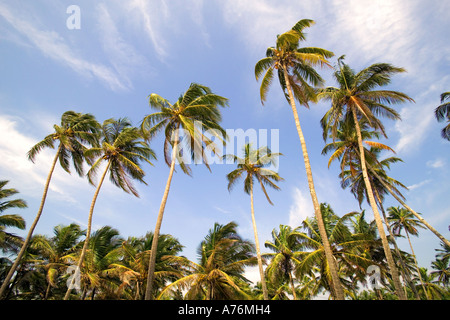 Kokospalmen (Cocos Nucifera) wiegen sich im Wind vor einem blauen Himmel am Colva Strand in Goa, Indien. Stockfoto