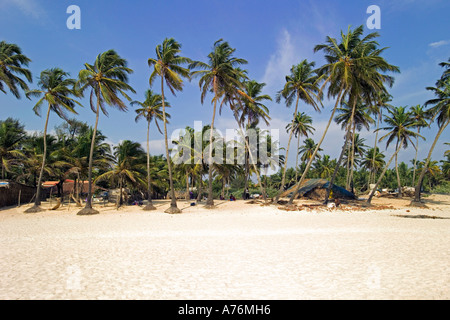 Kokospalmen (Cocos Nucifera) wiegen sich im Wind mit weißem Sand und blauem Himmel am Colva Strand in Goa, Indien. Stockfoto
