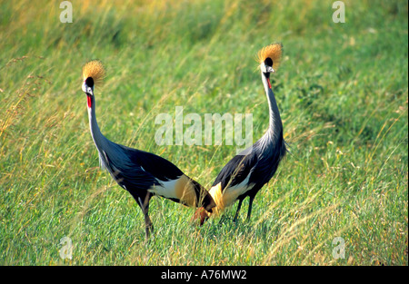 Nahaufnahme von zwei Grau gekrönter Kran (Balearica Regulorum) stehen auf der Wiese. Stockfoto