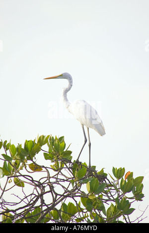 Eine einsame Silberreiher (Ardea Alba), auch bekannt als Great White oder gemeinsame Reiher thront in einer Baumkrone. Stockfoto