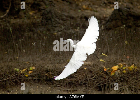 Eine einsame Silberreiher (Ardea Alba), auch bekannt als Great White oder gemeinsame Egret, kommen, um zu landen. Stockfoto