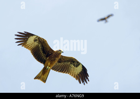 2 Schwarzmilane (Milvus Migrans Govinda) aka Pariah Kite, Kreisen am Himmel auf der Suche nach Beute. Stockfoto